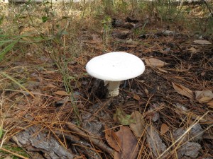 Big white mushroom next to the trail.